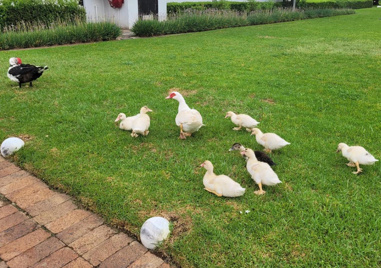 Kievits Kroon Gauteng Wine Estate Pretoria-Noord Esterno foto