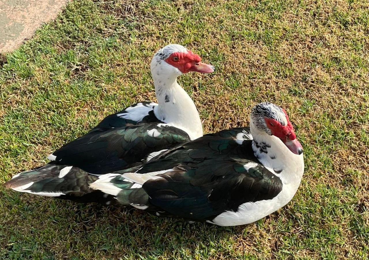 Kievits Kroon Gauteng Wine Estate Pretoria-Noord Esterno foto